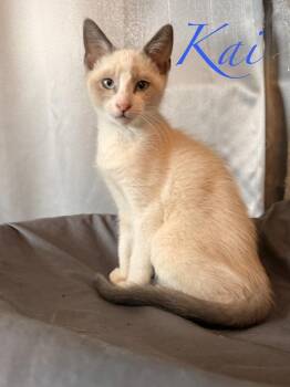 Kai -  Snowshoe and Domestic Short Hair Cat for Adoption in Ruskin, Florida - Kai | PetCurious