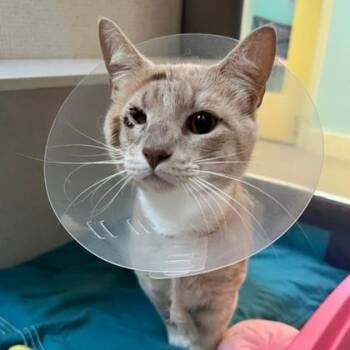 Polo -  Domestic Short Hair Cat for Adoption in Richmond, Virginia - Polo | PetCurious