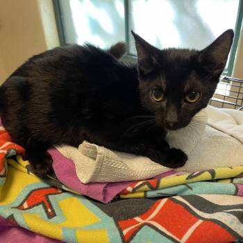 Dr. Pepper -  Domestic Short Hair Cat for Adoption in Pasadena, California - Dr. Pepper | PetCurious