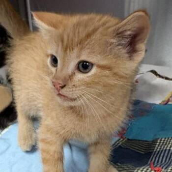 FLAME -  Domestic Short Hair Cat for Adoption in St. Louis, Missouri - FLAME | PetCurious
