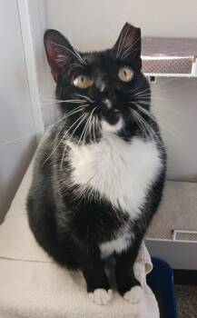 Rescue Domestic Short Hair Cats for Adoption in Fremont, Ohio - Ottawa | PetCurious