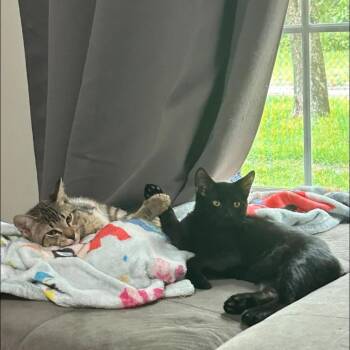Waffles -  Domestic Medium Hair Cat for Adoption in Port Richey, Florida - Waffles | PetCurious