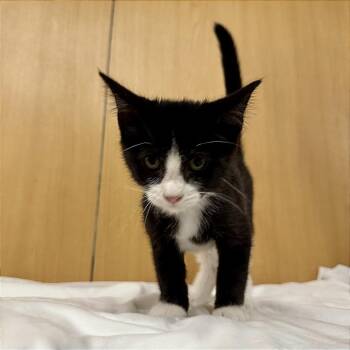 Ozzie -  Domestic Short Hair Cat for Adoption in Brentwood, Missouri - Ozzie | PetCurious