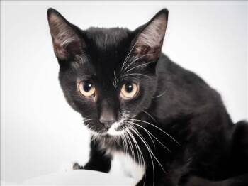 BILLIE -  Domestic Short Hair Cat for Adoption in Loveland, Colorado - BILLIE | PetCurious