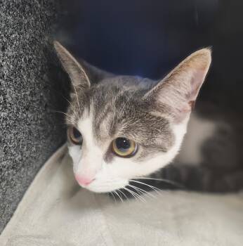 Sandra -  Domestic Short Hair Cat for Adoption in Nashville, Tennessee - Sandra | PetCurious