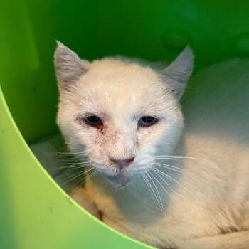 Walter -  Domestic Short Hair Cat for Adoption in Midland, Texas - Walter | PetCurious