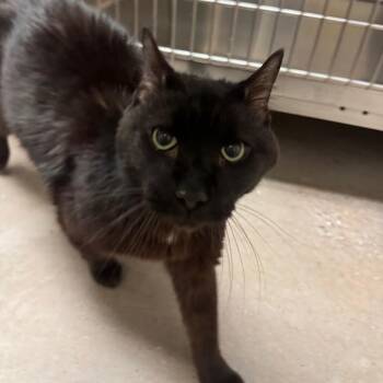 Damp Duvet -  Domestic Short Hair Cat for Adoption in York, Pennsylvania - Damp Duvet | PetCurious