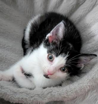 Domestic Short Hair Cats Available for Adoption in Newnan, Georgia - LK - Santorini | PetCurious