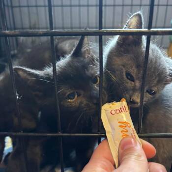 Brake Pad -  Domestic Short Hair Cat for Adoption in Georgetown, Kentucky - Brake Pad | PetCurious