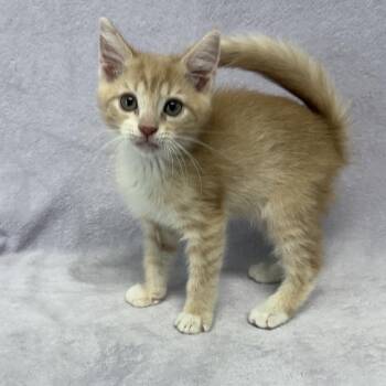 Sweet Corn -  Domestic Short Hair Cat for Adoption in Valdosta, Georgia - Sweet Corn | PetCurious