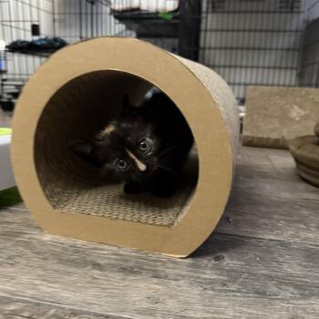 Rescue Tortoiseshell Cats for Adoption in Blaine, Minnesota - Kiko | PetCurious