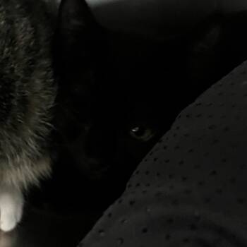 Domestic Short Hair Cats Available for Adoption in West Palm Beach, Florida - Grilled Cheese | PetCurious