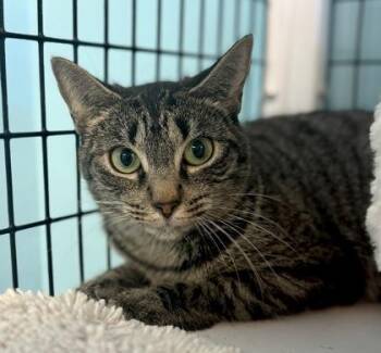 Domestic Short Hair Cats Available for Adoption in Fernandina Beach, Florida - SAKE | PetCurious