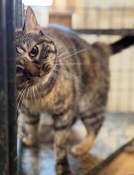 Becca -  Domestic Short Hair Cat for Adoption in New Braunfels, Texas - Becca | PetCurious