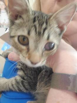Mercedes-Benz -  Domestic Short Hair Cat for Adoption in Cincinnati, Ohio - Mercedes-Benz | PetCurious
