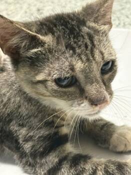 Rescue Domestic Short Hair Cats for Adoption in West Chester, Pennsylvania - Jeremiah | PetCurious