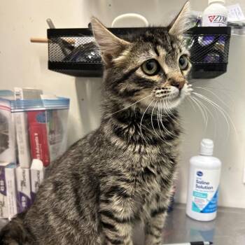 Stripie -  Domestic Medium Hair Cat for Adoption in Coos Bay, Oregon - Stripie | PetCurious