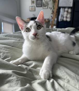 Rescue Domestic Short Hair Cats for Adoption in Philadelphia, Pennsylvania - Ba Irving | PetCurious