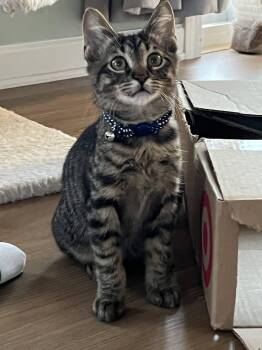 Grimlin -  American Shorthair Cat for Adoption in Rochester, New York - Grimlin | PetCurious