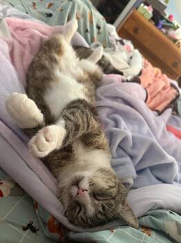 Dale -  Tabby Cat for Adoption in Bear, Delaware - Dale | PetCurious