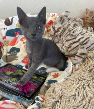 Rescue Domestic Short Hair Cats for Adoption in Petaluma, California - Wazo (bonded With Meep) | PetCurious