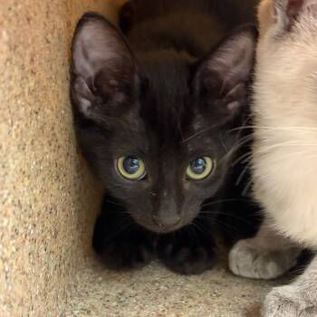 Gelato -  Domestic Short Hair Cat for Adoption in Reno, Nevada - Gelato | PetCurious