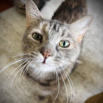 Domestic Short Hair Cats Available for Adoption in Buffalo, New York - Peach | PetCurious