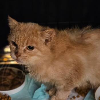 Gerty - the Feral Girl (Medical) -  Domestic Short Hair Cat for Adoption in Ringtown, Pennsylvania - Gerty - The Feral Girl (Medical) | PetCurious