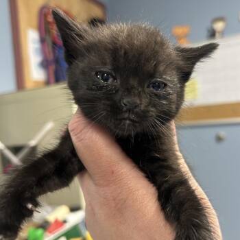Domestic Short Hair Cats Available for Adoption in Saint Joseph, Missouri - Nate Dog(M4) | PetCurious