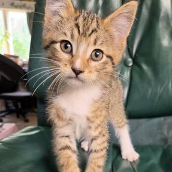 Kion -  Domestic Short Hair Cat for Adoption in Wadena, Minnesota - Kion | PetCurious