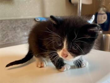 TRAPPER JOHN -  Domestic Long Hair Cat for Adoption in Clyde, North Carolina - TRAPPER JOHN | PetCurious