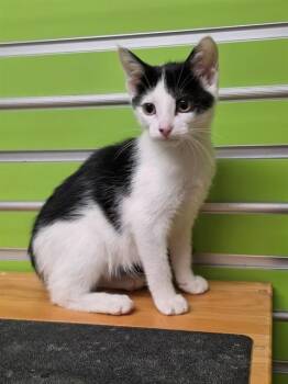 CHLOE -  Domestic Short Hair Cat for Adoption in St. Peters, Missouri - CHLOE | PetCurious