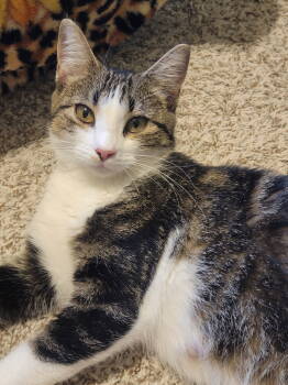 Rescue Domestic Short Hair and Tabby Cats for Adoption in Williamsburg, Iowa - Sis (Available 12/12/25) | PetCurious
