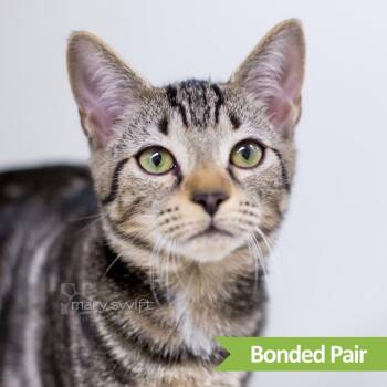 Eddie -  Domestic Short Hair Cat for Adoption in Reisterstown, Maryland - Eddie | PetCurious