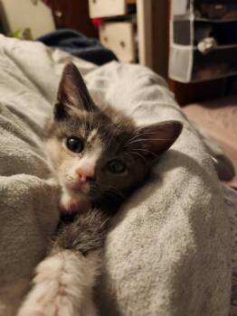 Domestic Short Hair and Dilute Calico Cats Available for Adoption in Wheaton, Illinois - Windex | PetCurious