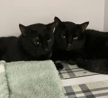 Rescue Domestic Short Hair Cats for Adoption in Dublin, Ohio - Tina | PetCurious