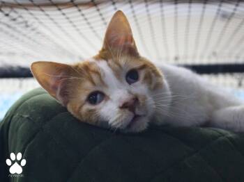 Twizzler -  Domestic Short Hair Cat for Adoption in Missoula, Montana - Twizzler | PetCurious