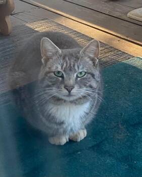 Domestic Short Hair Cats Available for Adoption in Rutherfordton, North Carolina - Simon | PetCurious