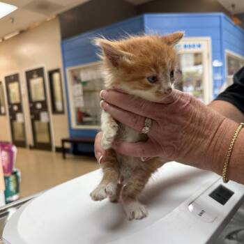 Ronnie - Chino Hills Location **By Appointment** -  Domestic Long Hair Cat for Adoption in Chino Hills, California - Ronnie - Chino Hills Location **By Appointment** | PetCurious