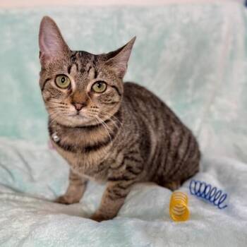 Queens New York -  Tabby and Domestic Short Hair Cat for Adoption in Friendswood, Texas - Queens New York | PetCurious