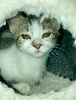 Freckles Bink -  Domestic Long Hair and Tabby Cat for Adoption in Chandler, Arizona - Freckles Bink | PetCurious