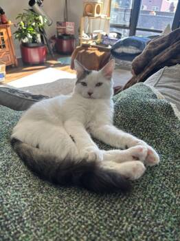 Rescue American Shorthair Cats for Adoption in Westwood, New Jersey - Stanley | PetCurious