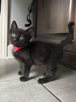 Robin -  Domestic Short Hair Cat for Adoption in Wheeling, Illinois - Robin | PetCurious