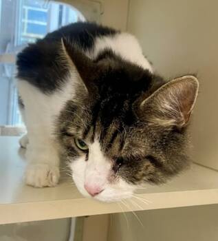 Rescue Domestic Medium Hair and Domestic Short Hair Cats for Adoption in Chamblee, Georgia - Valerie | PetCurious