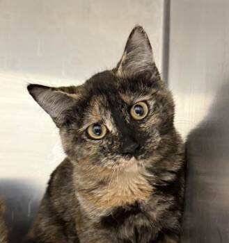 Ashley -  Domestic Short Hair Cat for Adoption in Golden, Colorado - Ashley | PetCurious