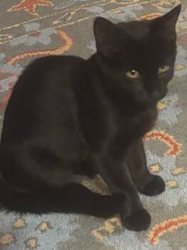 Louise -  Domestic Short Hair Cat for Adoption - Louise | PetCurious