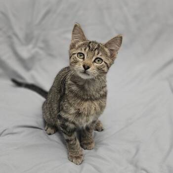 Bugs Bunny -  Domestic Medium Hair Cat for Adoption in Monticello, Iowa - Bugs Bunny | PetCurious