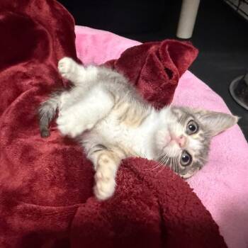 Dana -  Domestic Short Hair Cat for Adoption in Houston, Texas - Dana | PetCurious