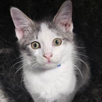 Big Bopper -  Domestic Short Hair Cat for Adoption in Corydon, Indiana - Big Bopper | PetCurious