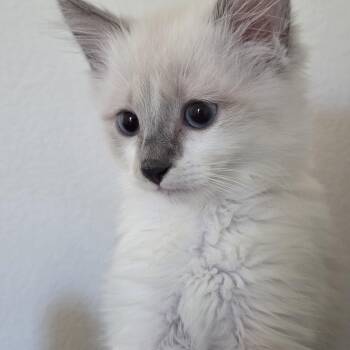 Kyle -  Ragdoll Cat for Adoption in Los Angeles, California - Kyle | PetCurious